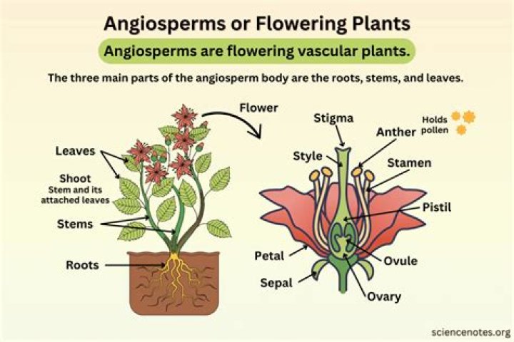 When did angiosperms appear?