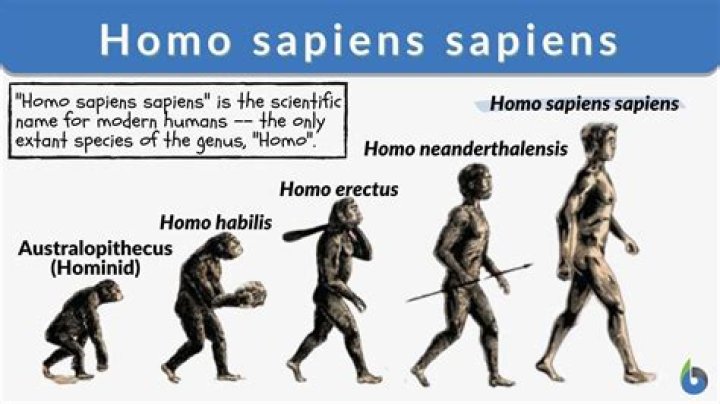 When did hominids appear?