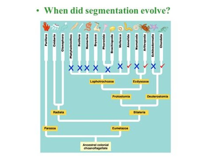 When did segmentation evolve?