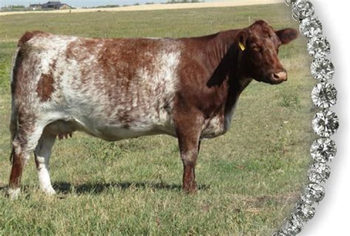 When did shorthorn cattle come to america?