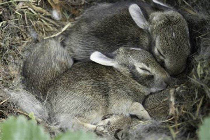 When do baby cottontails leave the nest?