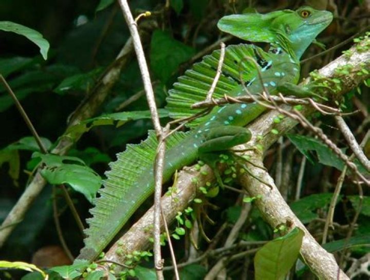 When do basilisks breed?