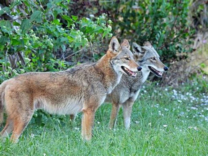 When do coyotes bark?