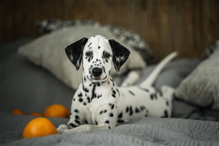 When do dalmatians stop getting spots?