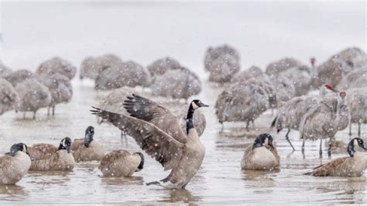 When do geese fly south for the winter?