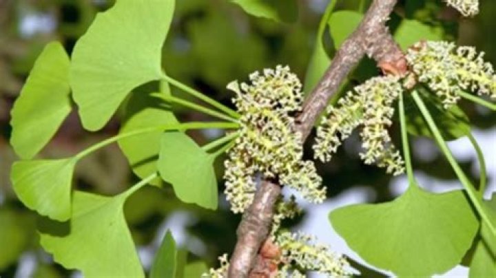 When do ginkgos lose their leaves?