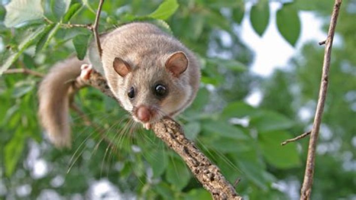 When do glis glis hibernate?
