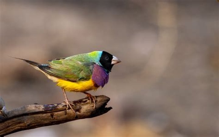 When do gouldian finches breed in south africa?
