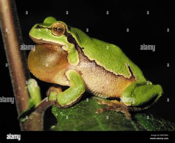 When do green tree frogs croak?