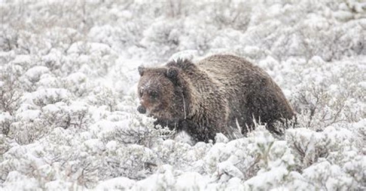 When do grizzlies hibernate?