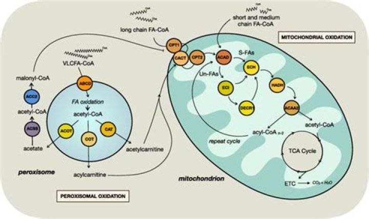 When do ketogenesis occur?
