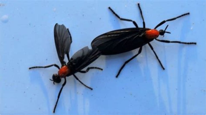 When do lovebugs go away?