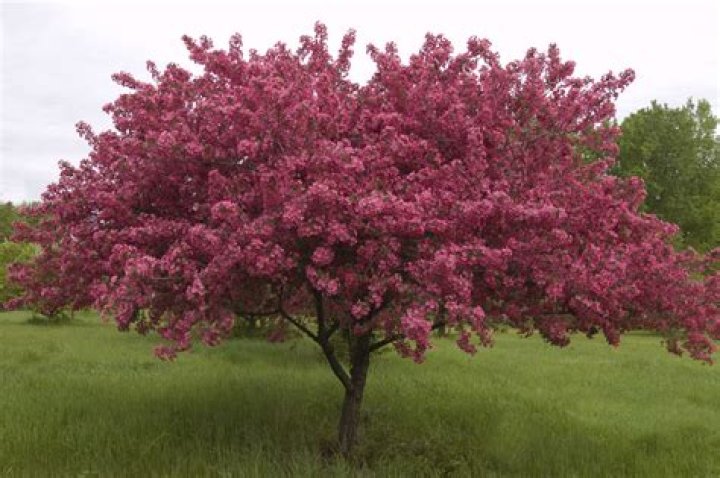 When do malus flower?