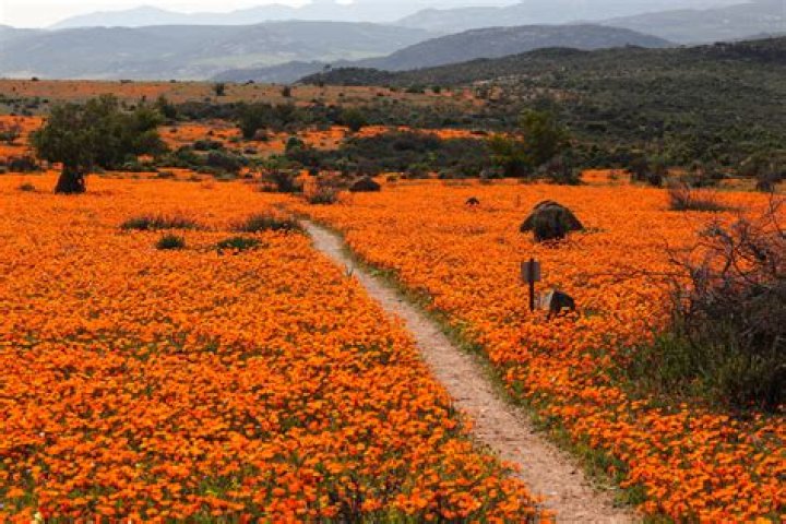 When do namaqualand flowers bloom?