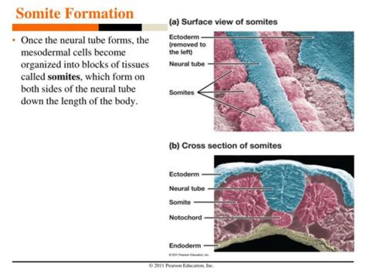 When do somites form?