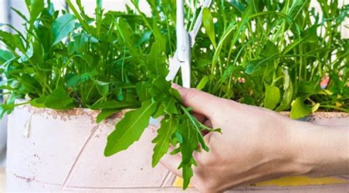 When do you harvest arugula?