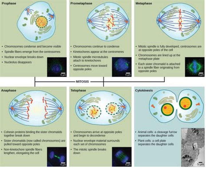 When does karyokinesis occur in mitosis?