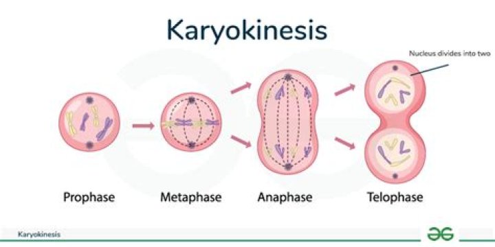 When does karyokinesis occur?