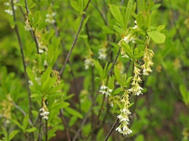 When does oemleria cerasiformis bloom?