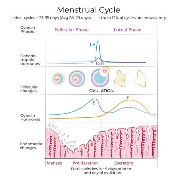When does ovulation occur in the uterine cycle?