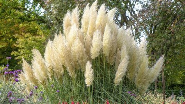 When does pampas grass grow?