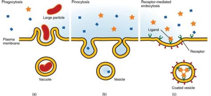 When does pinocytosis occur?