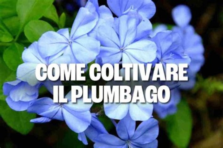 When does plumbago come back?