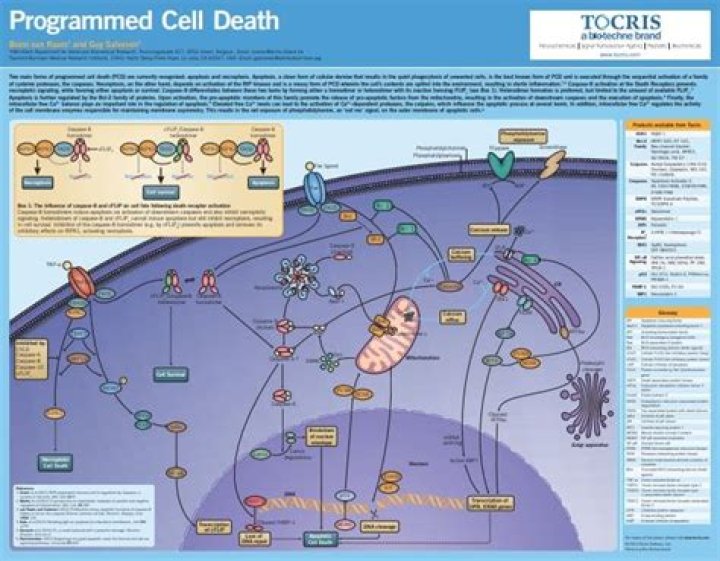 When does programmed cell death occur?
