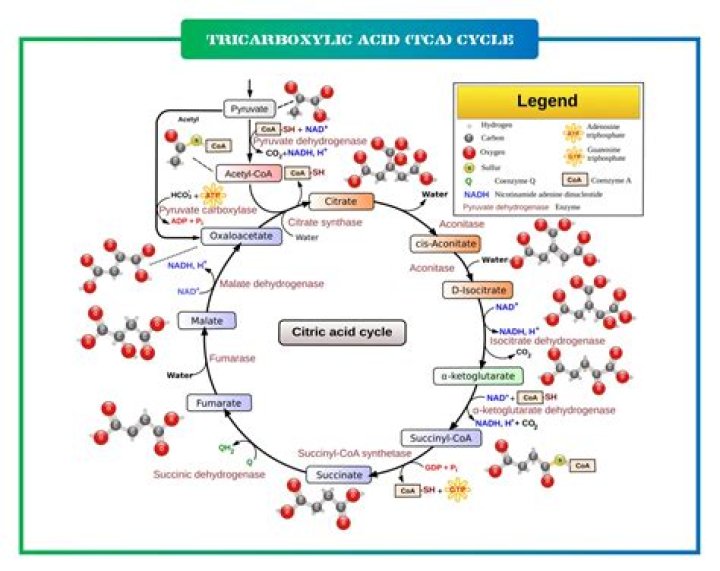 When does tricarboxylic acid cycle occur?
