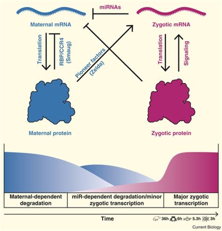 When does zygotic splitting occur?