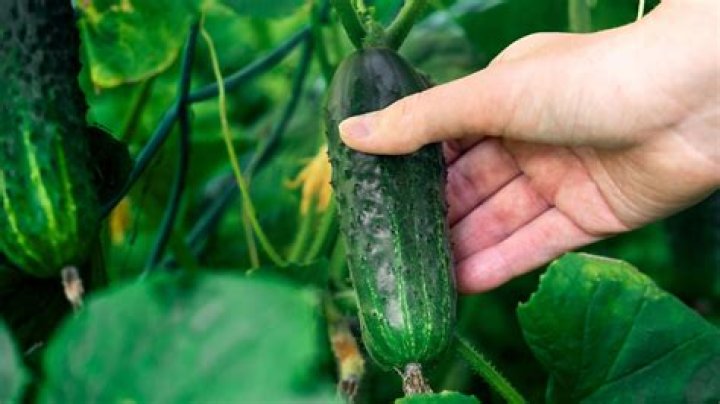 When fennel is ready to pick?