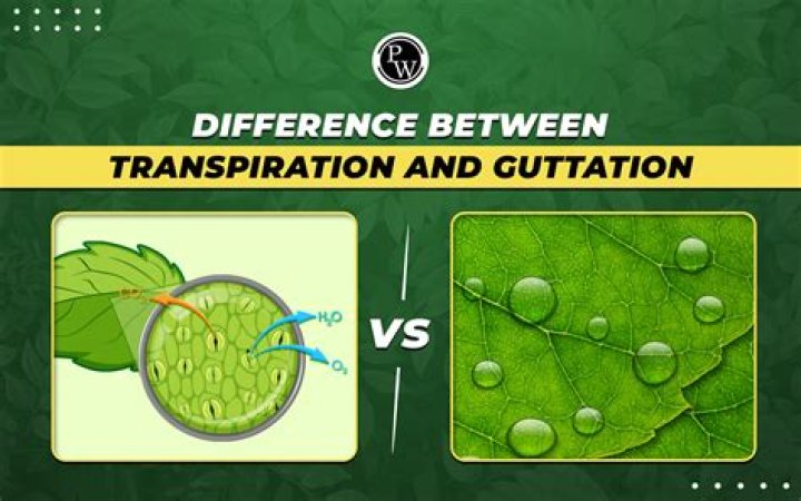 When guttation occurs then which is absent?
