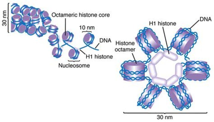 When histone h1 is incorporated into a nucleosome?