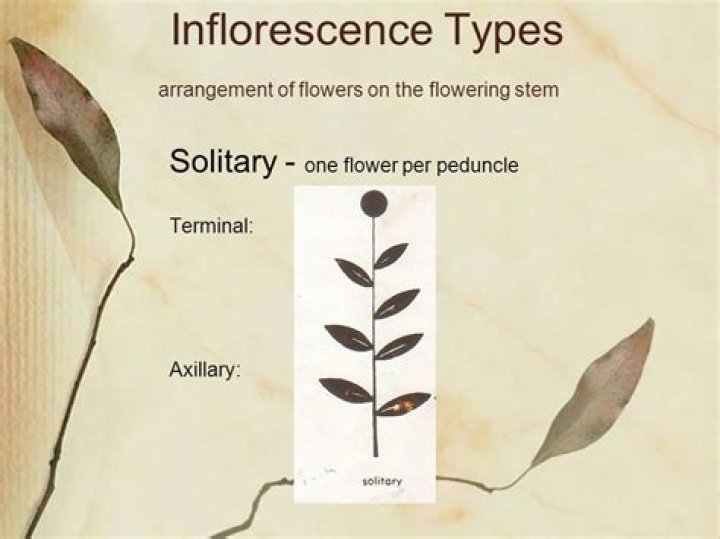 When inflorescence becomes solitary?
