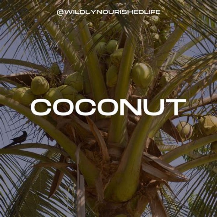 When is coconut season?
