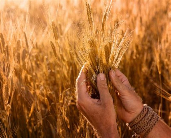 When is einkorn harvested?