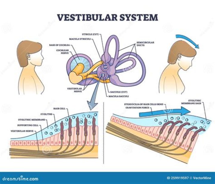 When is the vestibular system fully developed?