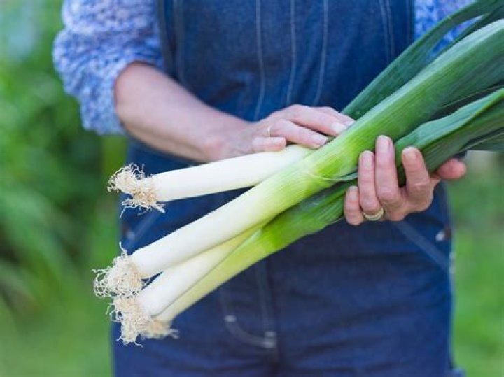 When leeks are ready to harvest?