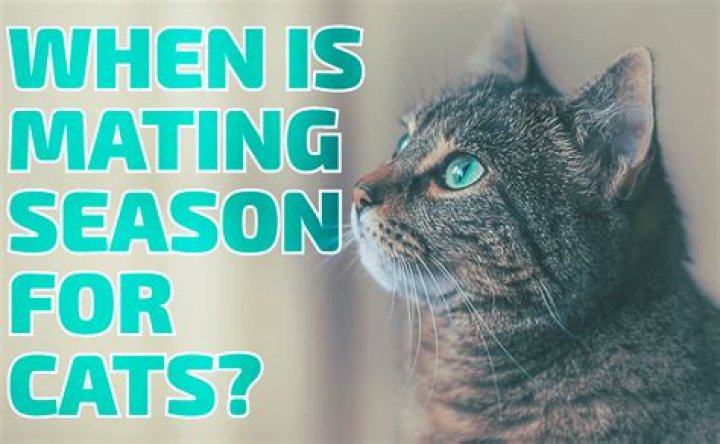 When mating season for cats?