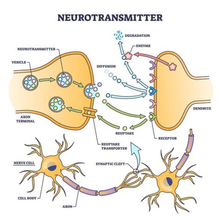 When neurons release their neurotransmitters?