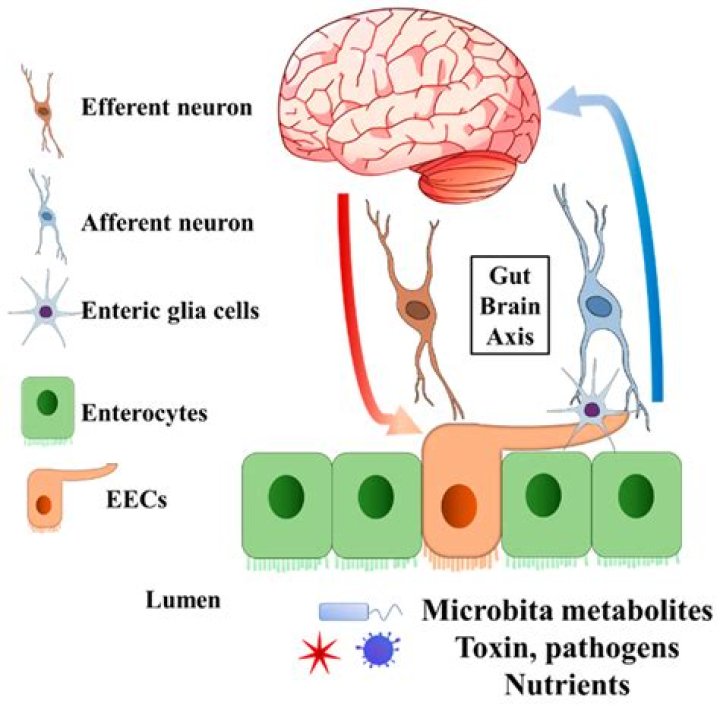 When parietal cells are stimulated they secrete?