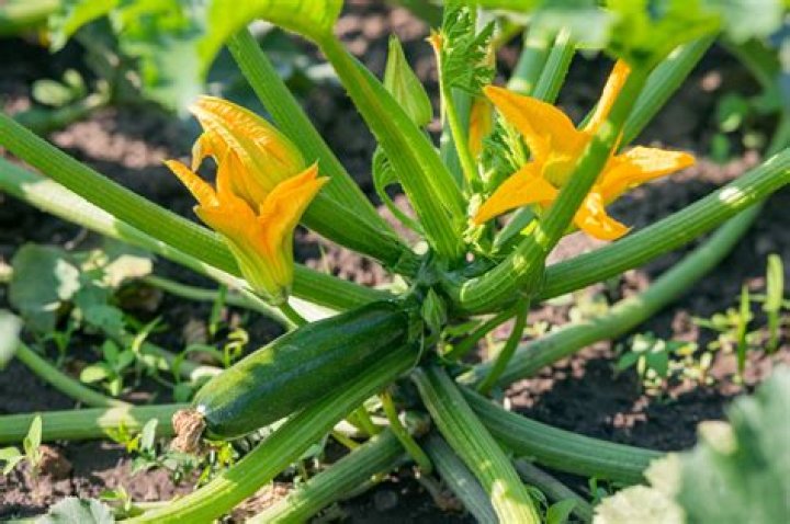 When should i plant courgettes?
