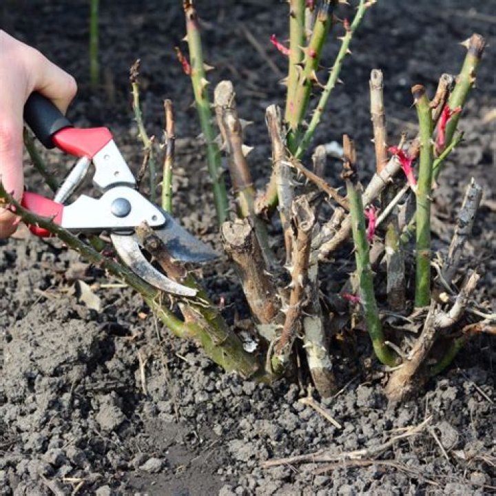 When should nandinas be trimmed?