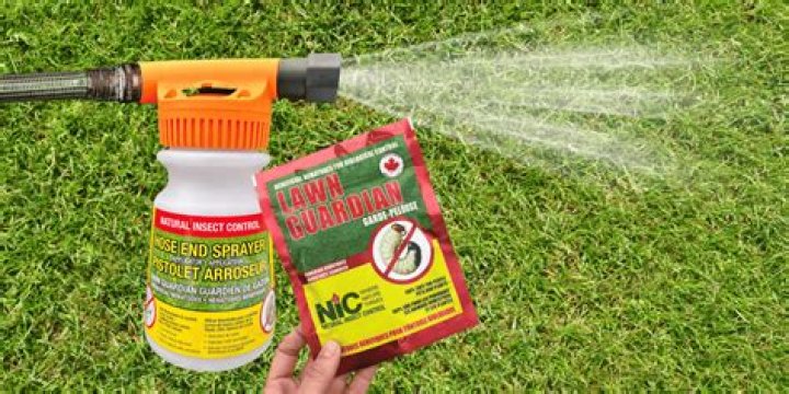 When should nematodes be applied to lawn?