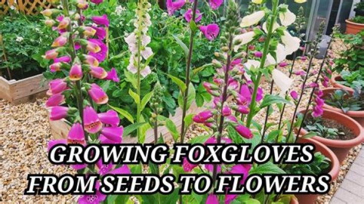 When should you sow foxglove seeds?