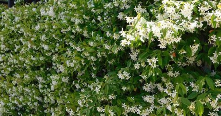 When to cut back star jasmine?