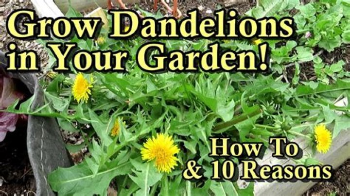 When to eat dandelion greens?