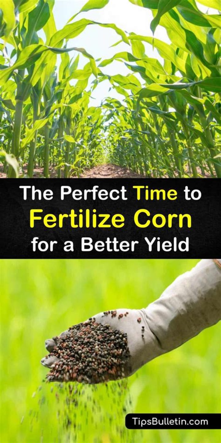 When to fertilize corn after planting?