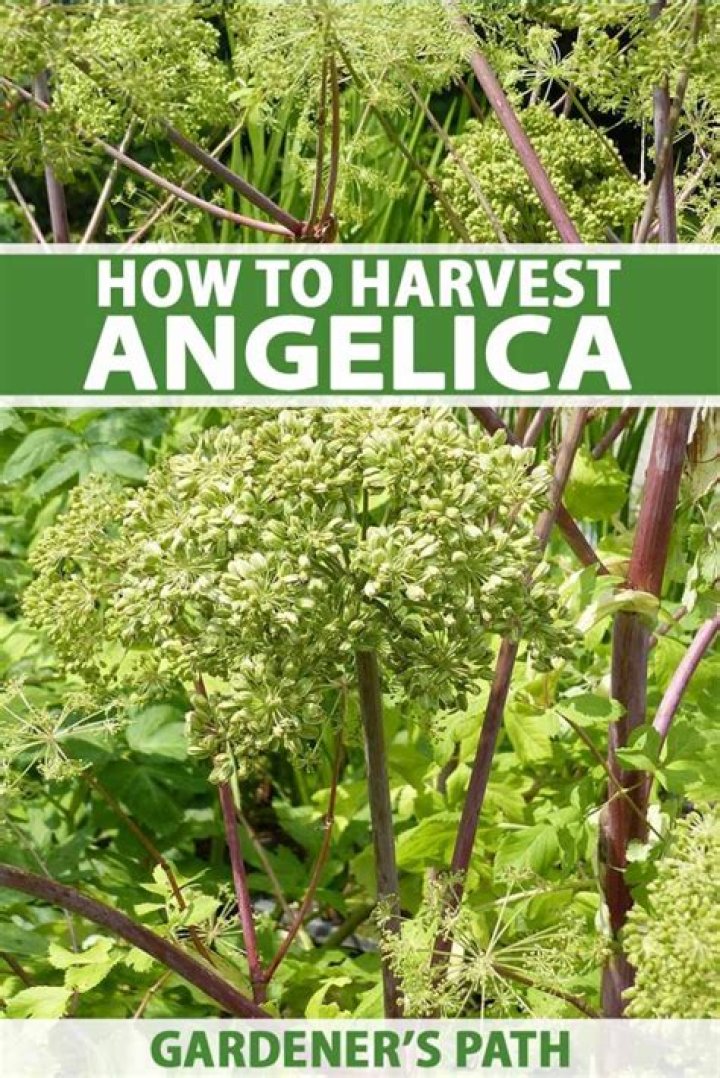 When to harvest angelica root?
