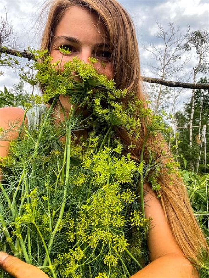 When to harvest camote?